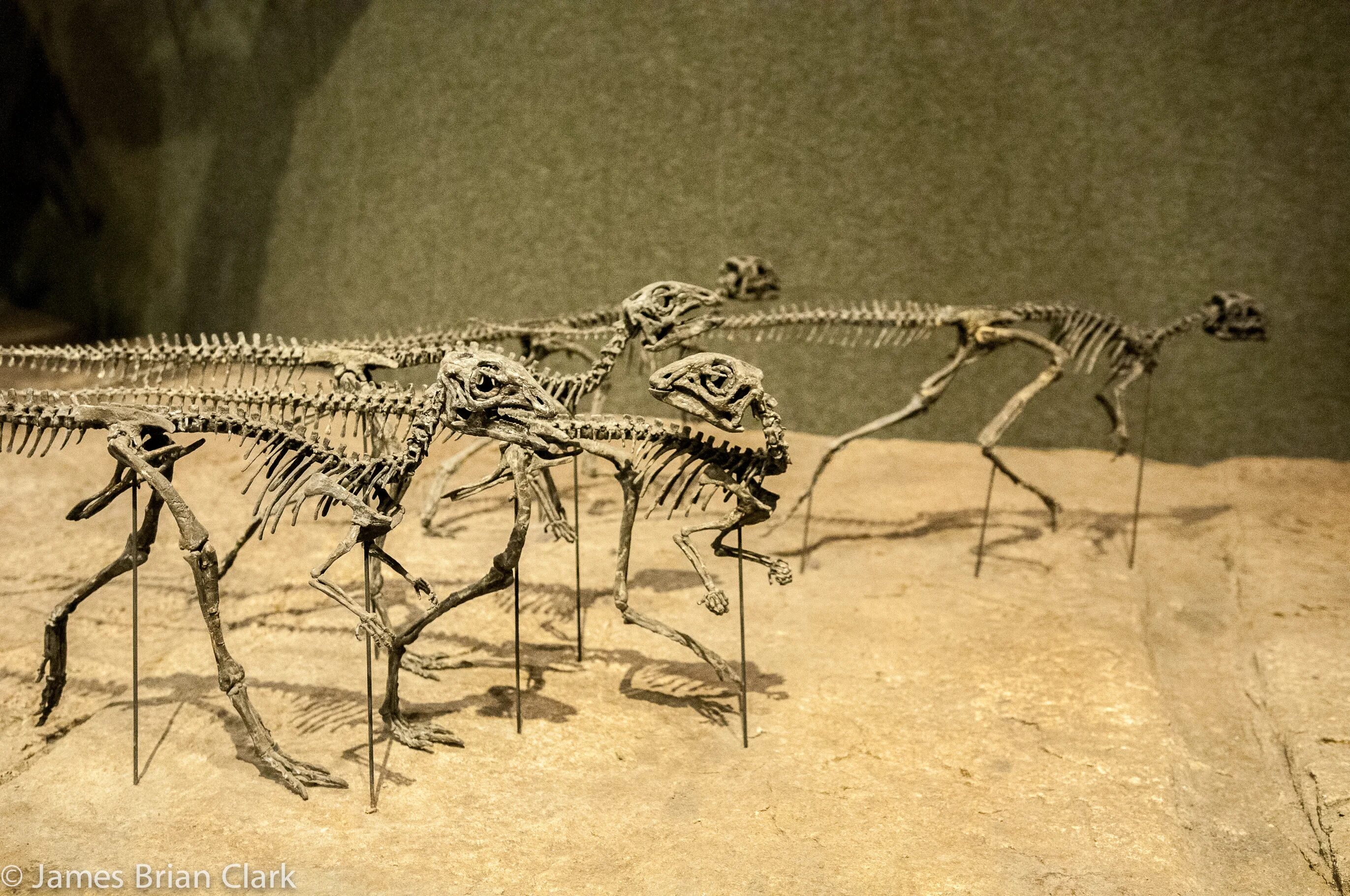 Скелеты древних животных. Ископаемые динозавры. Скелет динозавра. Скелеты вымерших животных.