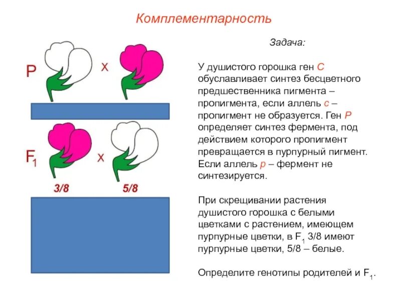 При скрещивании растения душистого горошка. При скрещивании растения душистого горошка. При скрещивании пестрой. При скрещивании растения душистого горошка. Задачи на взаимодействие неаллельных генов с решением.