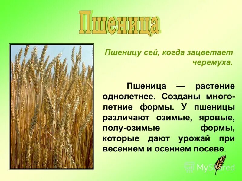 злаковые мятликовые представители. информация о пшенице. группа растений пшеницы. пшеница. группа растений пшеницы.