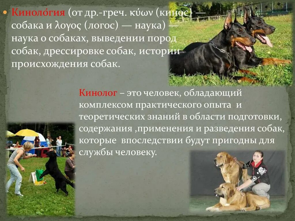 Дрессировка собак презентация. Вопросы для кинолога. Вопросы кинологу. Презентация по кинологии. Кинологическая служба россии.