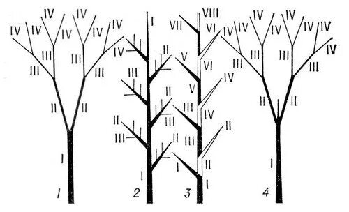Типы ветвления побегов древесных растений. Дихотомическое ветвление стебля. Моноподиальное ветвление схема. Моноподиальный Тип ветвления.