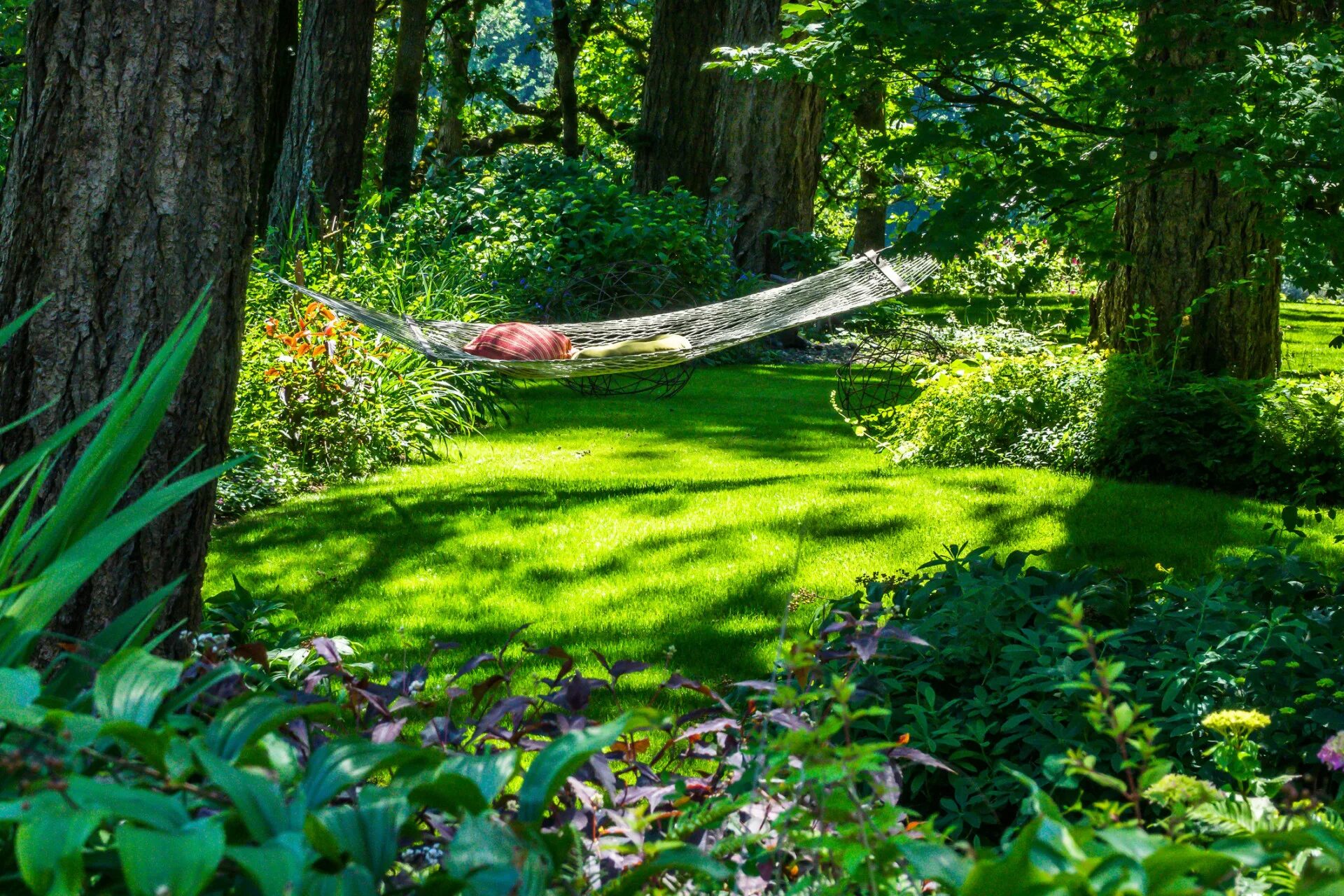 Озеленение участка. In the garden green. In the garden green. Фон сад. Лужайка в лесу.