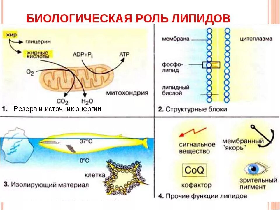 Жиры в составе клетки. Химический состав клетки жиры. Химическая строение жиры в клетке. Функции липидов фосфолипиды. Основные биологические функции липидов.
