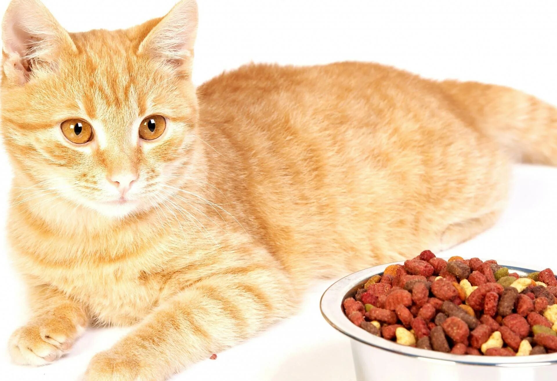 Кот ни ест. Рыжий кот кушает. миска для кота. кошачья еда. корм для кошек.