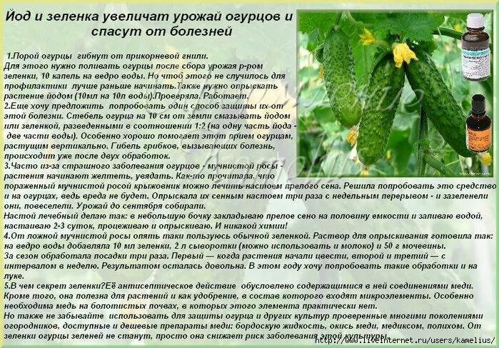 Подкормка листьев огурцов. Обработать огурцы от болезней. препараты для огурцов от болезней и вредителей. удобрение и подкормки для огурцов. огурцы обработка от болезней и вредителей.