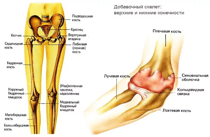 Части нижней конечности. Кости нижней конечности строение. Строение голени и стопы кости. Строение скелета человека суставы. Строение суставов нижней конечности анатомия.