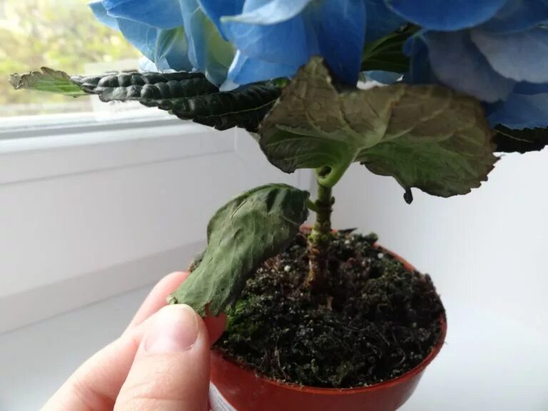 почему в доме погибают цветы