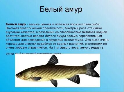 Какая рыба водится в белом