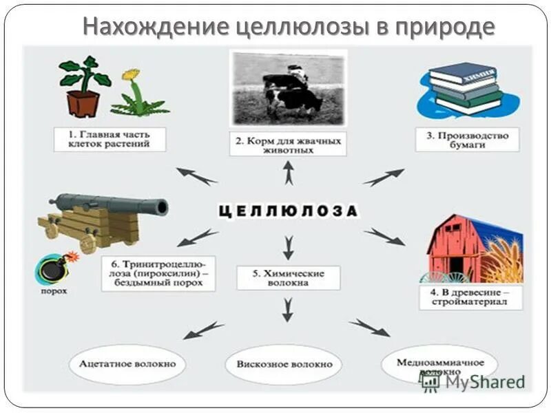 Нахождение в списках части. Нахождение в природе целлюлозы. Нахождение целлюлозы в природе химия. Целлюлоза примеры. Целлюлоза распространение в природе.