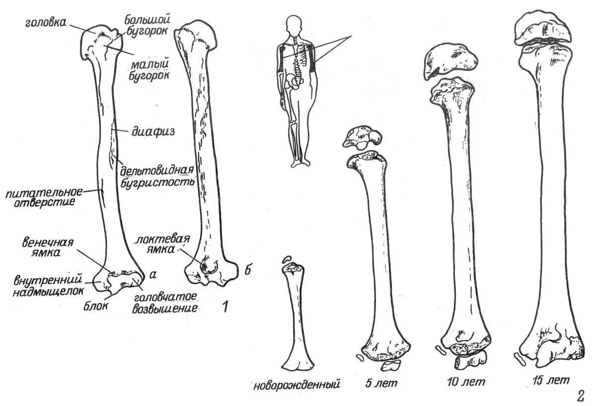 Плечевая кость анатомия. Строение плечевой кости человека анатомия. Анатомия плечевой кости схема. Плечевая кость строение на скелете. Ковид кости