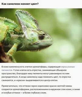 Хамелеон ответить на вопросы