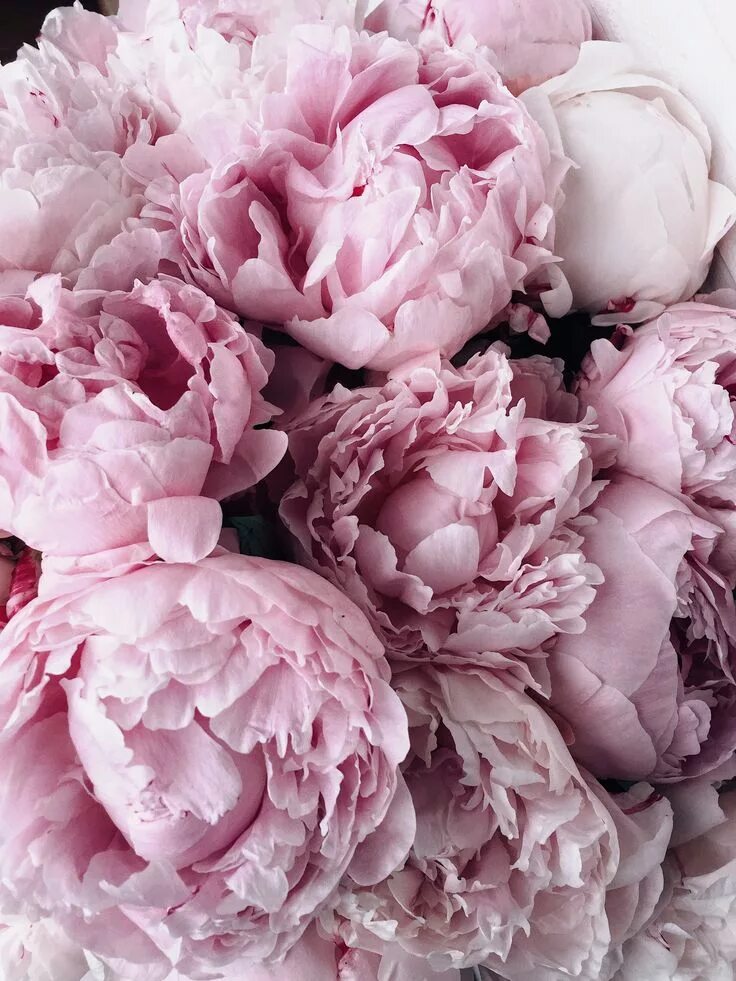 www.mountmacedonpeonies.com Pretty flowers, Flower quotes, Peonies season