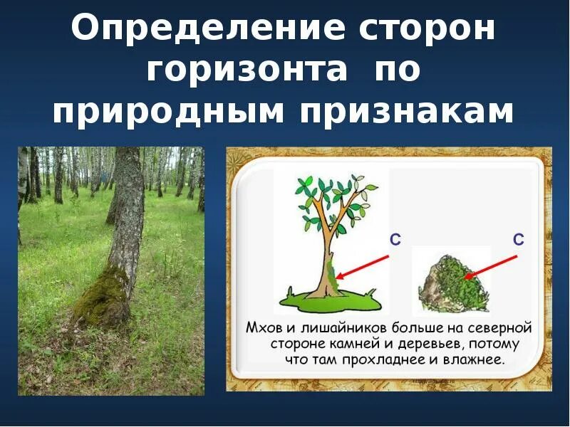 Природные признаки сторон горизонта 2 класс. Сторонв Горизонт по природным признакаи. Определение сторон горизонта. Ориентирование по деревьям. Как определить стороны горизонта.