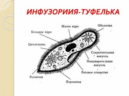 План инфузории