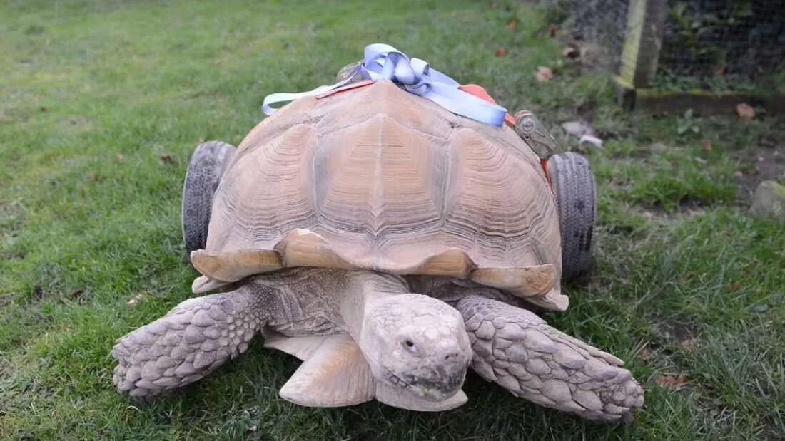 Черепаха четыре лапы. Лапы сухопутной черепахи. Греческая черепаха. Черепаха четыре лапы. Мадагаскарская клювогрудая черепаха.