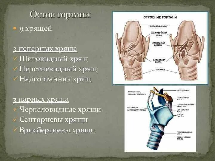 3 хряща гортани. Черпаловидные хрящи гортани. Хрящи гортани анатомия. Непарные хрящи гортани анатомия. Непарные хрящи гортани перстневидный.