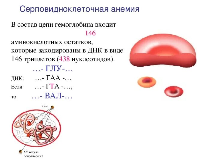 Серповидно-клеточная анемия (s-гемоглобинопатия). Серповидно-клетчная анемия генетика. Серповидноклеточная анемия человек. Строение гемоглобина при серповидноклеточной анемии.