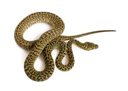 Snake plate
