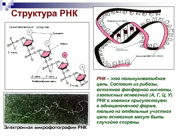 Структура полинуклеотидной цепи РНК. Строение полинуклеотидной цепи РНК. Структура полинуклеотидной цепи. Участок полинуклеотидной цепи ДНК, связывающий РНК-полимеразу.