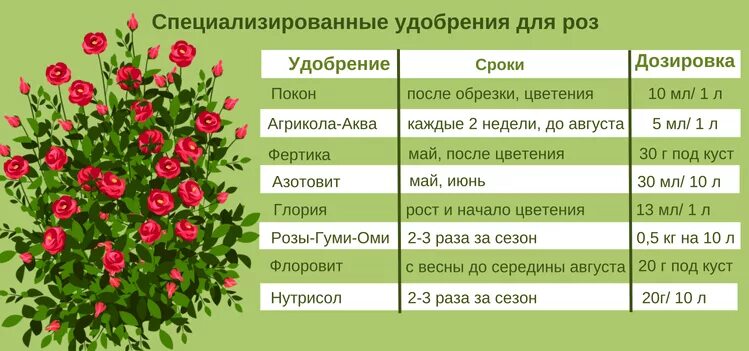 Как пишется зацвела. Таблица подкормок для роз. Таблица подкормок роз с весны до осени. Таблица удобрения розы. График подкормки роз.