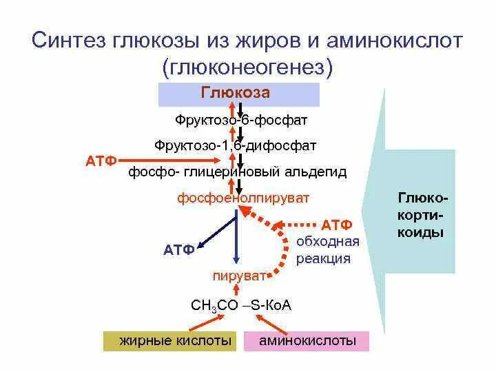 Синтез жиров в организме. Синтез Глюкозы из жиров глюконеогенез. Представьте схему синтеза Глюкозы из аминокислот.. Схема синтеза Глюкозы из аминокислот. Схема синтеза Глюкозы из глицерина.