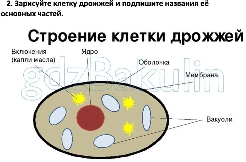 Тело пекарских дрожжей состоит из. Строение клетки гриба дрожжи. Строение клетки дрожжей под микроскопом. Схема строения клетки дрожжей. Дрожжи схема строения.