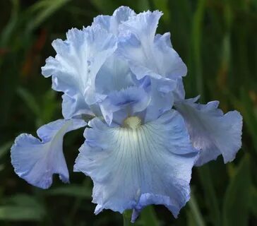 Bzigo iris