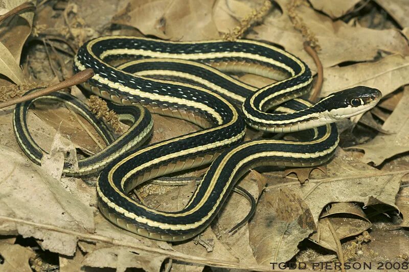 Змеи с полосками на спине. Полосатый полоз (Hierophis spinalis). Thamnophis saurita. Палласов полоз сарматский полоз. Змея с белыми полосками.