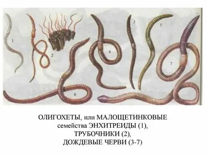 Представители малощетинковых