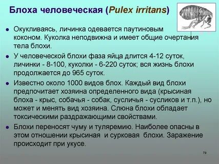 Значение блох