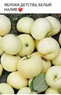 Яблоня сорт белая