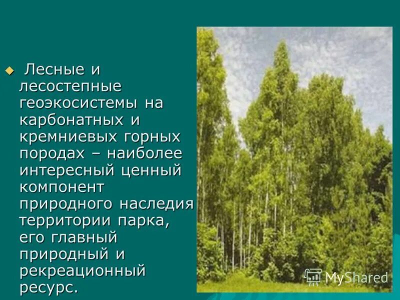 Леса Поволжья. Лесные ресурсы Поволжья. Лесные ресурсы Поволжского района. Природные парки в Поволжье. Природное наследие поволжья