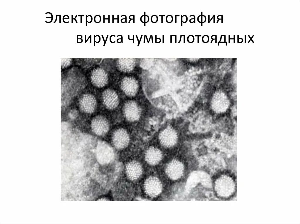 Вирус чумы плотоядных. Чума плотоядных вирусология. возбудитель чумы плотоядных. строение вируса чумы собак. чума плотоядных вирус под микроскопом.