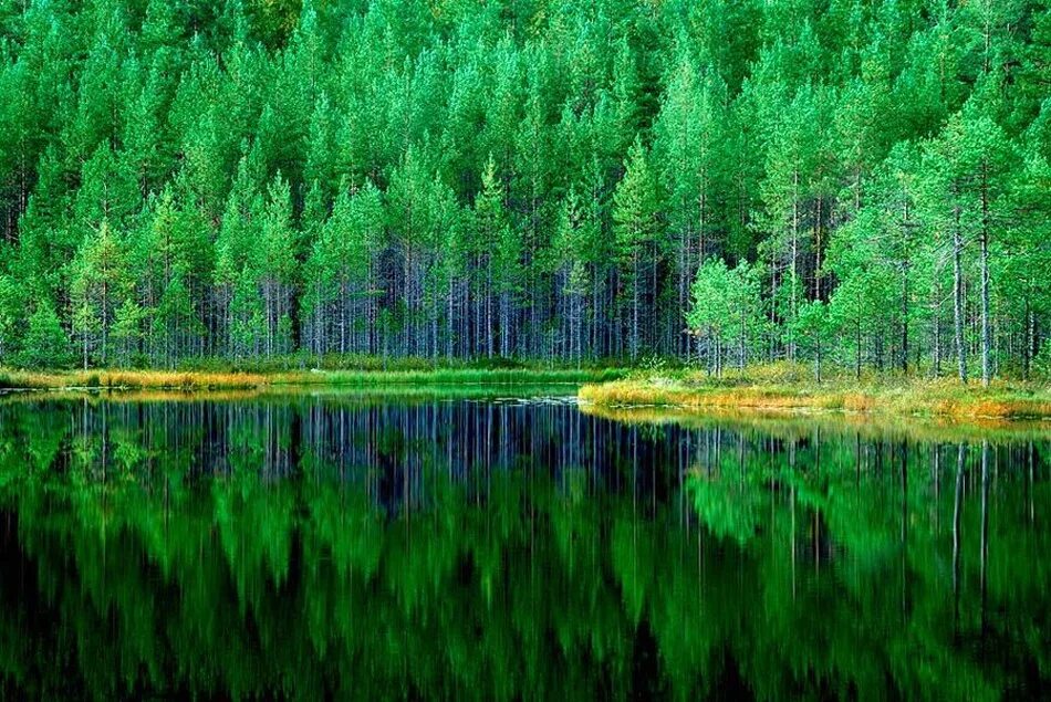 природа земли. лес легкие планеты. всемирный день земли. гармония природы. круговая панорама.