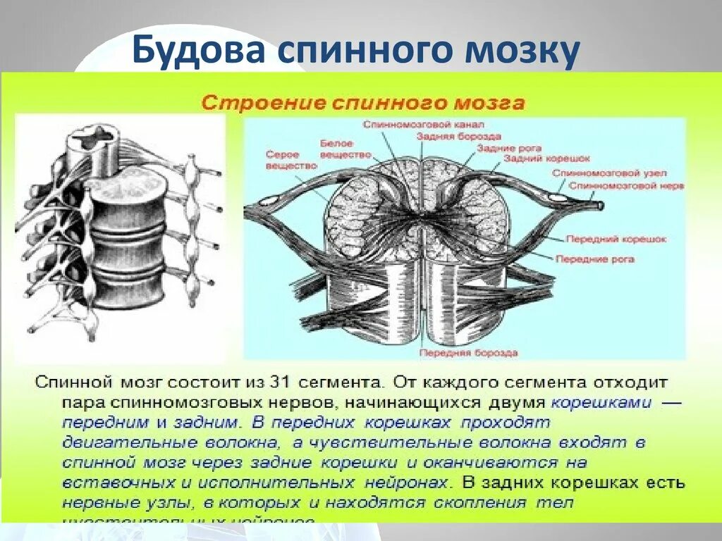 Защита спинного мозга обеспечение подвижности головы опора. Схема внешнего строения спинного мозга. Внешнее строение спинного мозга. Строение спинного мозга внутри. Строение сегмента спинного мозга.