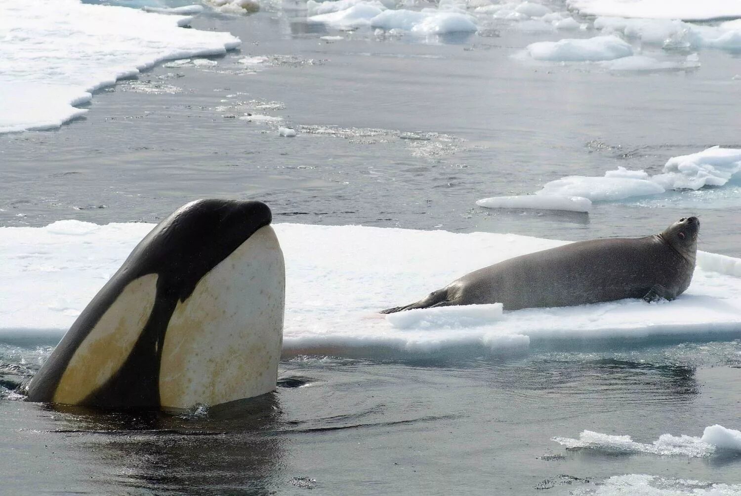 Пингвин касатка лодка. Антарктида кит Касатка. Морской леопард и Касатка. Касатка в Антарктиде. Касатка в Антарктике.