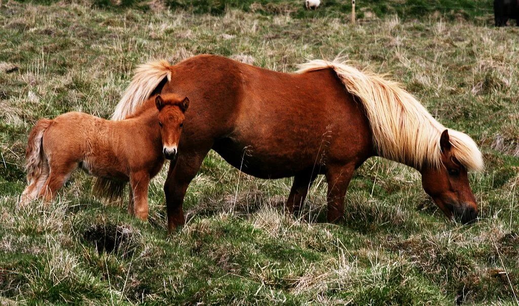 Исландия порода лошадей. Исландская порода лошадей. Лошади и пони. Исландские лошадки.