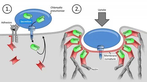Chlamydia pneumoniae