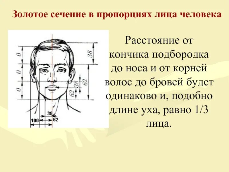 Сколько см в длину человек. Леонардо золотое сечение пропорции лица. пропорции головы золотое сечение. пропорции головы человека золотое сечение. пропорции лица.