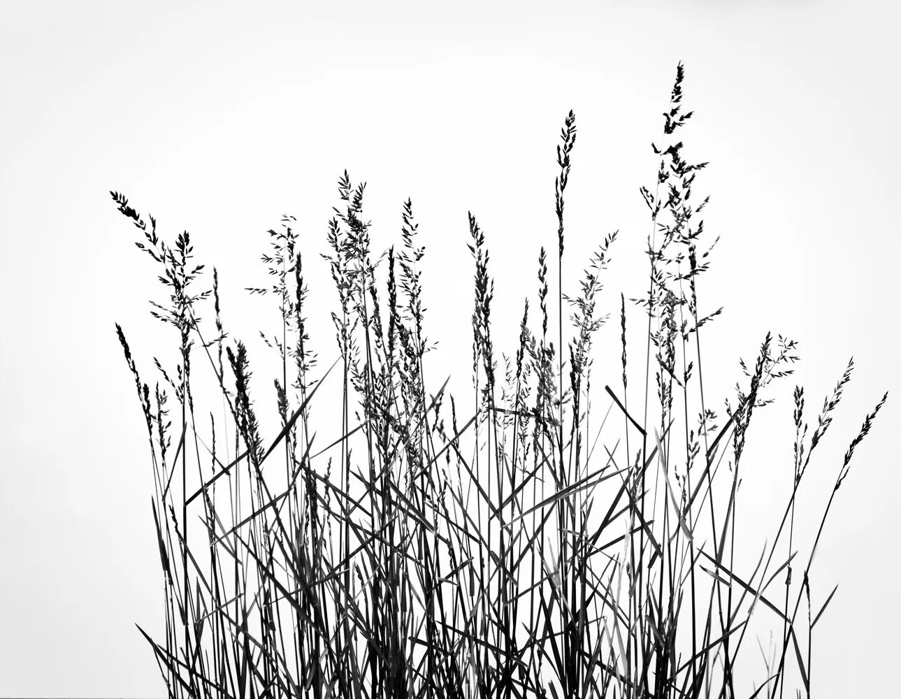 Черная трава текст. Растения чб. Трава черно белая. Графическая трава. Трава в графическом стиле.