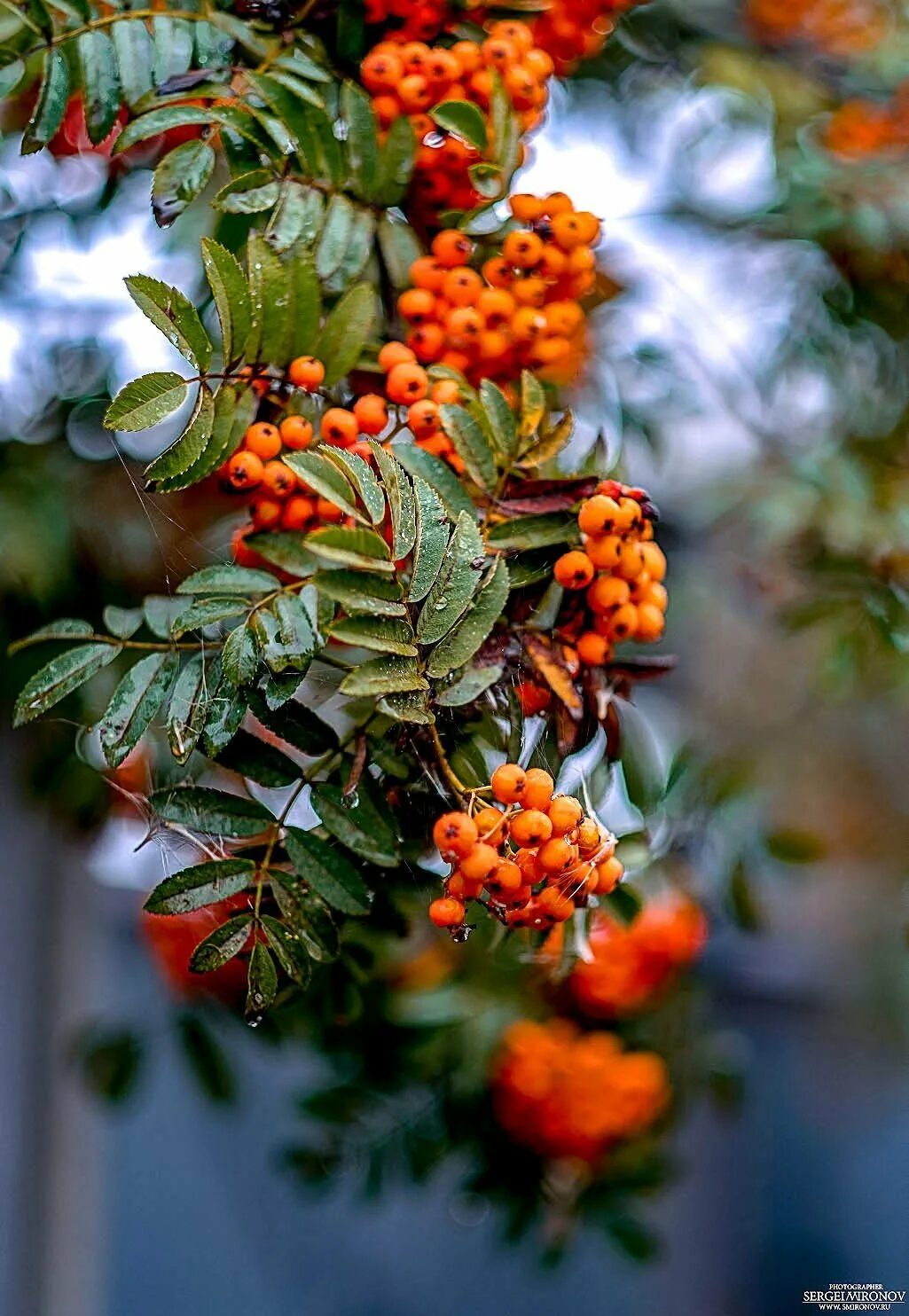 Рябина edulis. Уральская рябина дерево. Sorbus aucuparia edulis (рябина обыкновенная). Рябина (Sorbus Мичуринская красавица. Ярко красная рябина