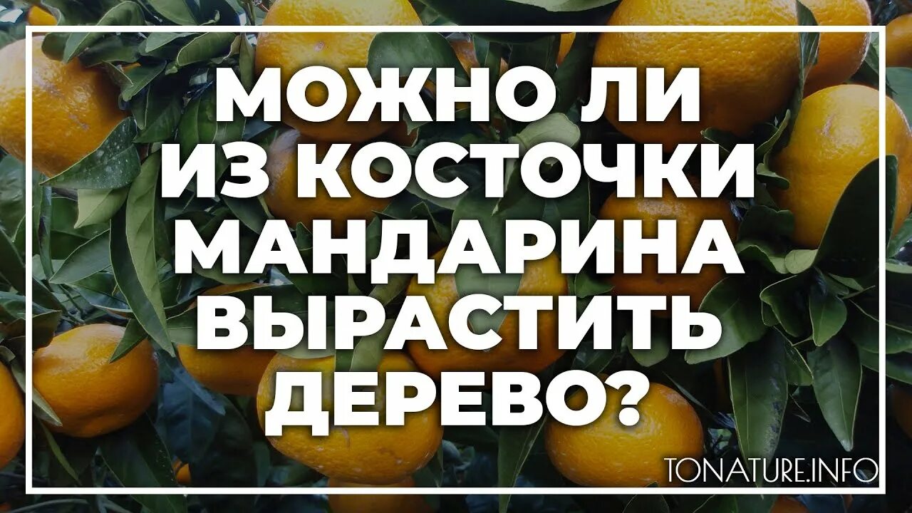 Косточки мандарина. Как можно вырасти из мандариновой семечки мандарин. Лучшие подкормки для мандаринового дерева. Посадить мандариновые косточки. Земля для мандарина