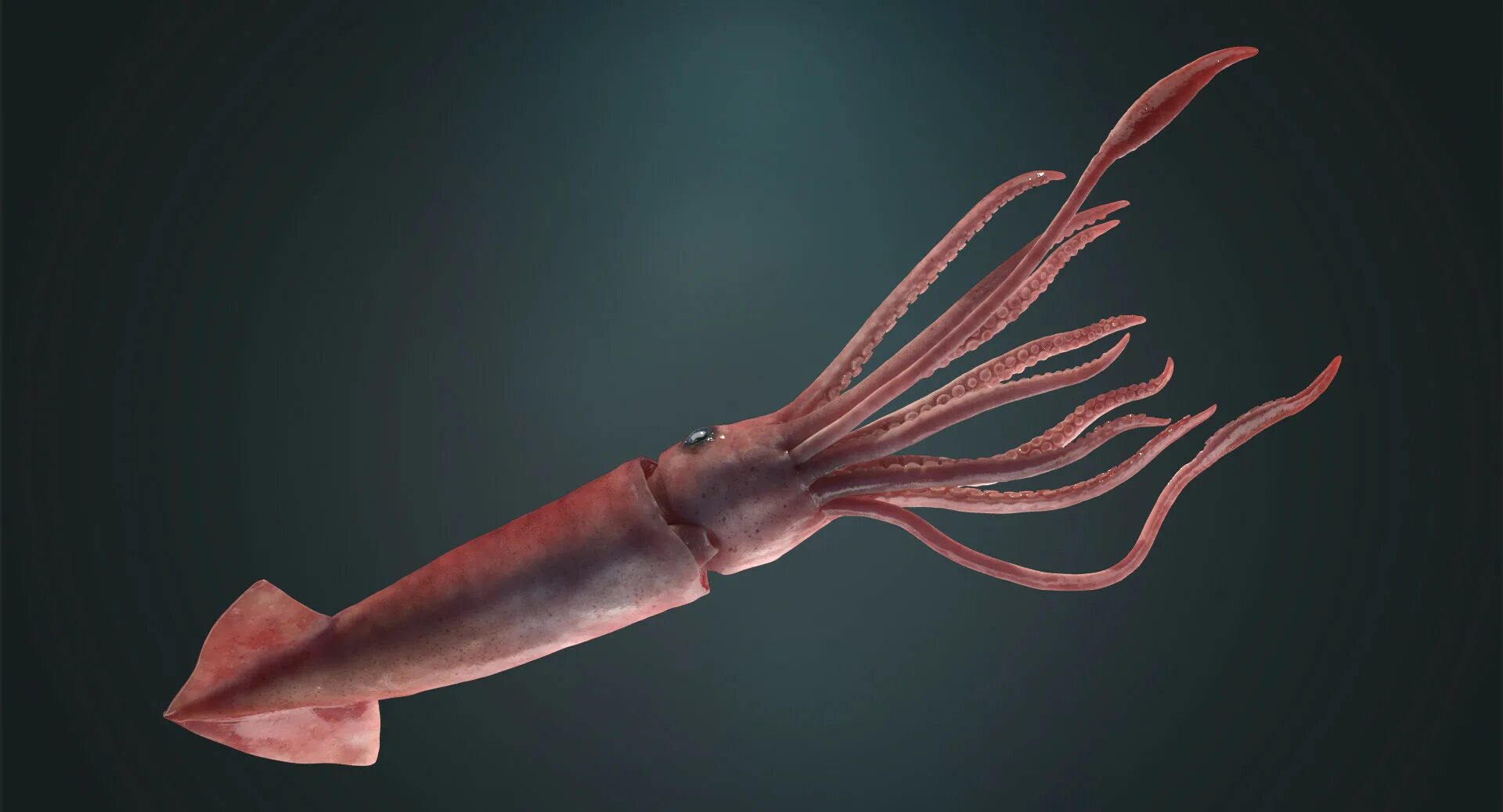 Squid через squid