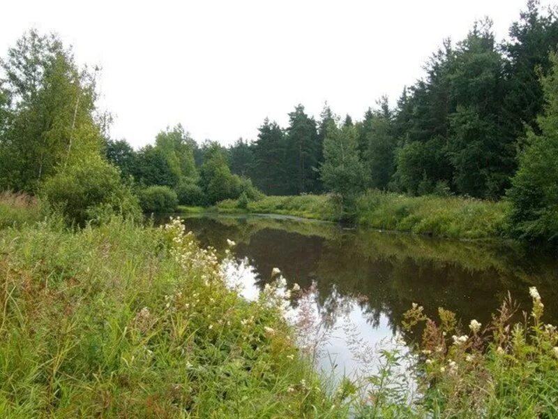Пос родники московская область. Родники (раменский район). Дачный поселок родники московская область. Дачный поселок родники московская область. Дачный поселок родники московская область.