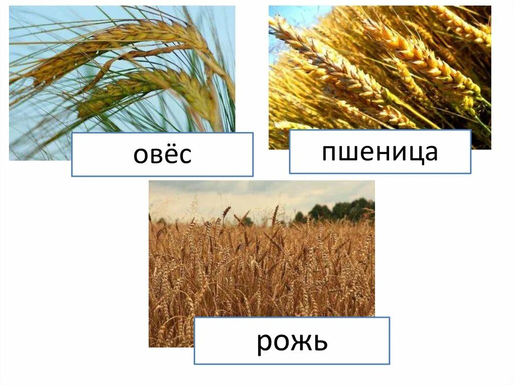 Овес двудольный. Овес однодольное. Пшеница однодольное или двудольное растение. Рожь и пшеница. Рожь однодольное растение.