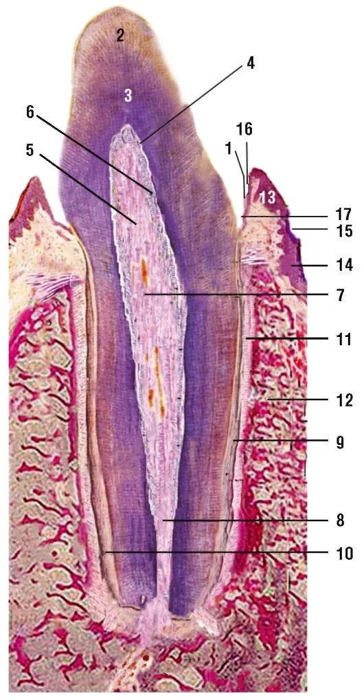 Поздняя стадия развития зуба гистология препарат. Стадии развития корня постоянного зуба. Поперечный срез корня зуба препарат. Шлиф зуба гистология препарат. Желобовидные сосочки языка гистология.