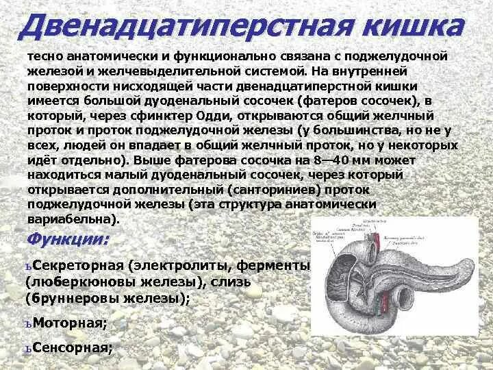 Двенадцатиперстная кишка строение и функции. Функции двенадцатиперстной кишки. Функции двенадцатиперстной кишки у животных. Функции двенадцатиперстной кишки у человека.