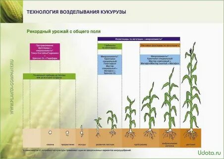 Технология кукурузу