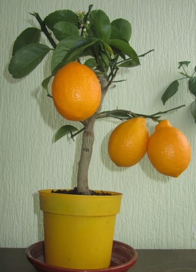 Комнатный лимон пандероза. Лимон пандероза саженцы. Лимон мейера. Лимон альма. Саженец лимона комнатного.
