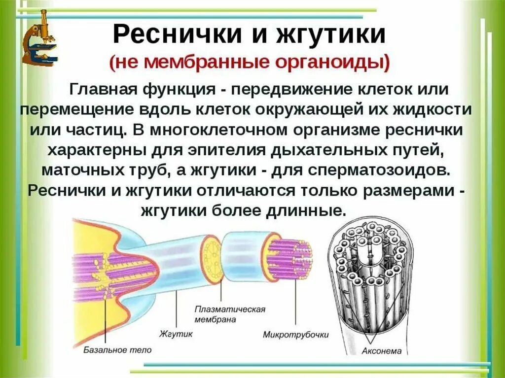 Органеллы передвижения. Строение и функции ресничек и жгутиков. Реснички структура и жгутика клетки. Реснички и жгутики строение и функции немембранные органеллы.